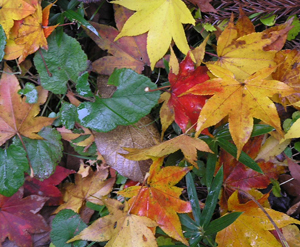 (ENGLAND) London UBF Autumn Bible Conference from October 30 to November 1, 2020