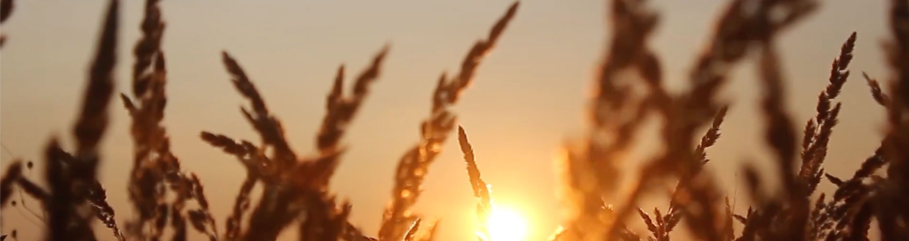 (HQ-NASAC) Send Workers into the Harvest Fields of North America