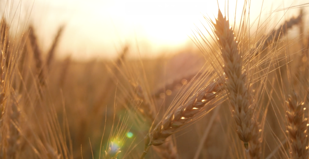 (HQ-General Director) The Harvest is Plentiful; Pray to Send Out Workers